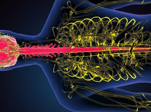 spinalcord